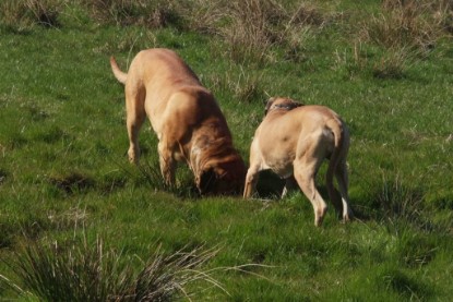 Continental Bulldogs Seeblickbulls Bilderalbum Frühling 2010