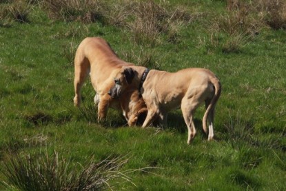 Continental Bulldogs Seeblickbulls Bilderalbum Frühling 2010