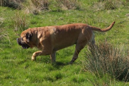 Continental Bulldogs Seeblickbulls Bilderalbum Frühling 2010