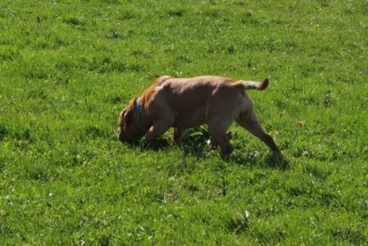 Continental Bulldogs Seeblickbulls Bilderalbum Frühling 2010