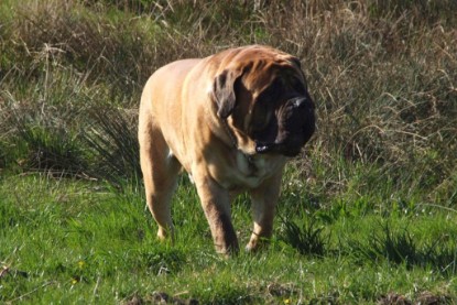 Continental Bulldogs Seeblickbulls Bilderalbum Frühling 2010