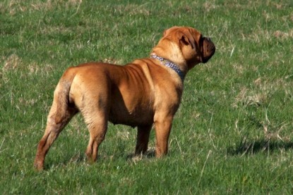 Continental Bulldogs Seeblickbulls Bilderalbum Frühling 2010