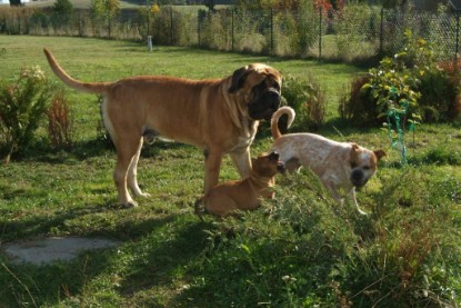 Continental Bulldogs Seeblickbulls Bilderalbum - Toben auf der Wiese 3