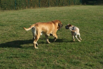 Continental Bulldogs Seeblickbulls Bilderalbum - Toben auf der Wiese 3