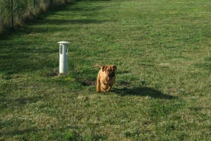 Continental Bulldogs Seeblickbulls Bilderalbum - Toben auf der Wiese 3