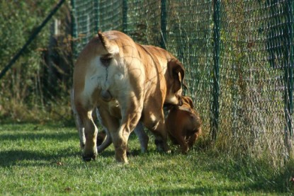 Continental Bulldogs Seeblickbulls Bilderalbum - Toben auf der Wiese 3