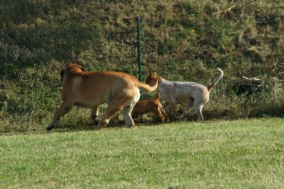 Continental Bulldogs Seeblickbulls Bilderalbum - Toben auf der Wiese 3