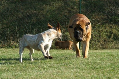 Continental Bulldogs Seeblickbulls Bilderalbum - Toben auf der Wiese 3