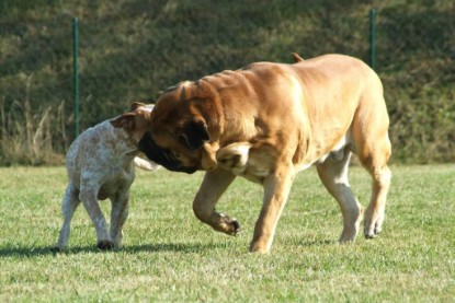 Continental Bulldogs Seeblickbulls Bilderalbum - Toben auf der Wiese 3