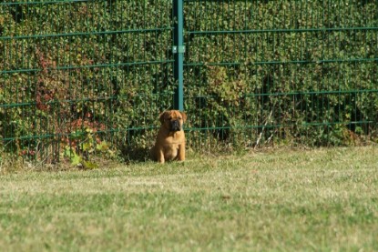 Continental Bulldogs Seeblickbulls Bilderalbum - Toben auf der Wiese 3