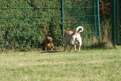 Continental Bulldogs Seeblickbulls Bilderalbum - Toben auf der Wiese 3