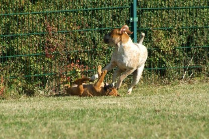 Continental Bulldogs Seeblickbulls Bilderalbum - Toben auf der Wiese 3