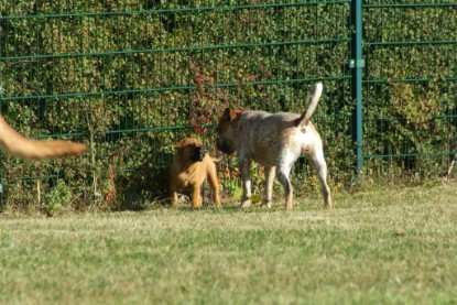 Continental Bulldogs Seeblickbulls Bilderalbum - Toben auf der Wiese 3