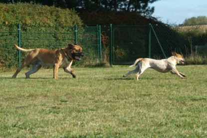 Continental Bulldogs Seeblickbulls Bilderalbum - Toben auf der Wiese 3