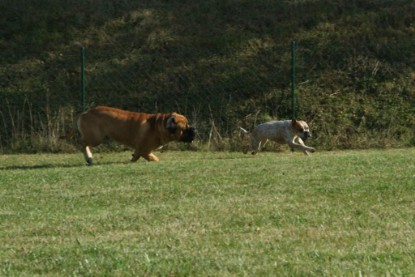 Continental Bulldogs Seeblickbulls Bilderalbum - Toben auf der Wiese 3