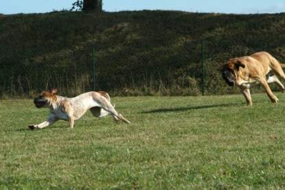 Continental Bulldogs Seeblickbulls Bilderalbum - Toben auf der Wiese 3