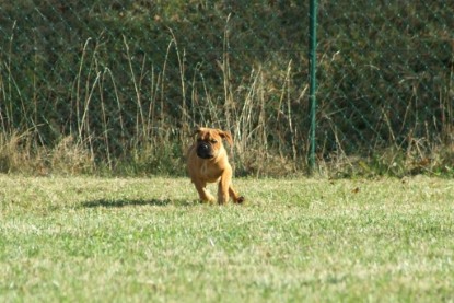 Continental Bulldogs Seeblickbulls Bilderalbum - Toben auf der Wiese 3