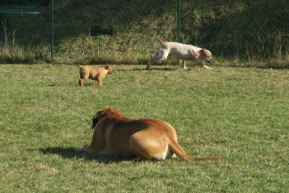 Continental Bulldogs Seeblickbulls Bilderalbum - Toben auf der Wiese 3