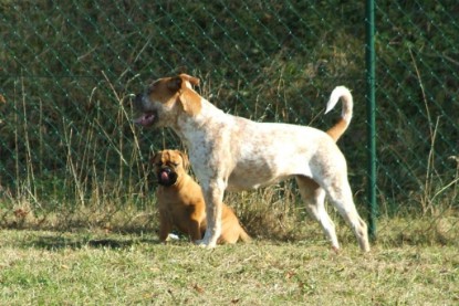 Continental Bulldogs Seeblickbulls Bilderalbum - Toben auf der Wiese 3