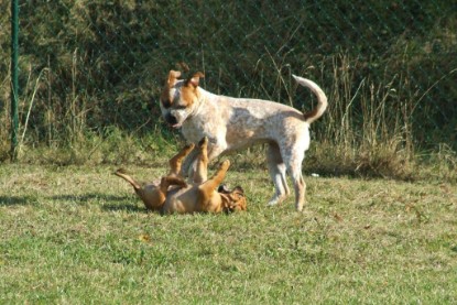 Continental Bulldogs Seeblickbulls Bilderalbum - Toben auf der Wiese 3