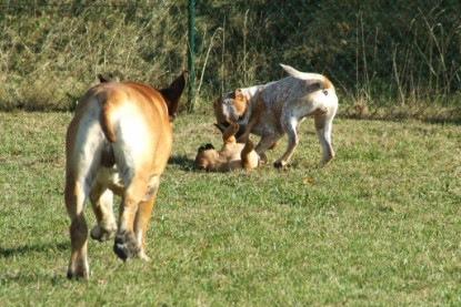 Continental Bulldogs Seeblickbulls Bilderalbum - Toben auf der Wiese 3