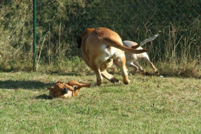 Continental Bulldogs Seeblickbulls Bilderalbum - Toben auf der Wiese 3