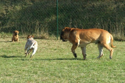 Continental Bulldogs Seeblickbulls Bilderalbum - Toben auf der Wiese 3