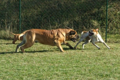 Continental Bulldogs Seeblickbulls Bilderalbum - Toben auf der Wiese 3