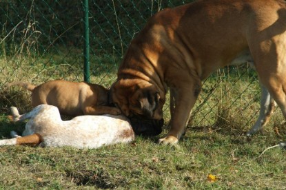 Continental Bulldogs Seeblickbulls Bilderalbum - Toben auf der Wiese 3