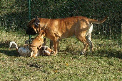 Continental Bulldogs Seeblickbulls Bilderalbum - Toben auf der Wiese 3