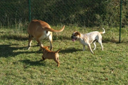 Continental Bulldogs Seeblickbulls Bilderalbum - Toben auf der Wiese 3