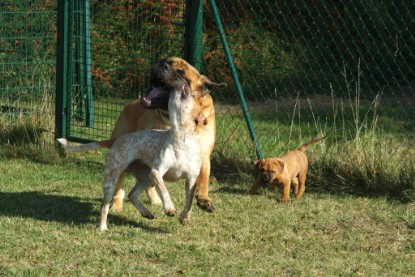 Continental Bulldogs Seeblickbulls Bilderalbum - Toben auf der Wiese 3