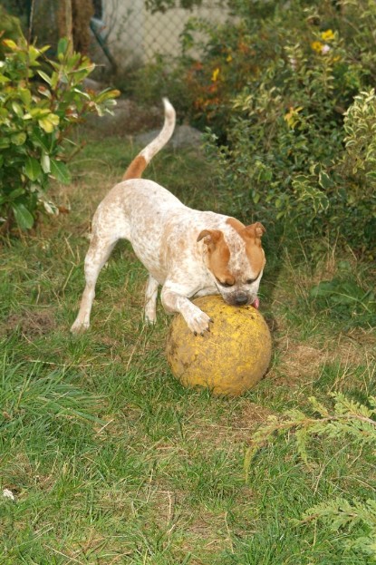 Continental Bulldogs Seeblickbulls Bilderalbum - Toben auf der Wiese 3