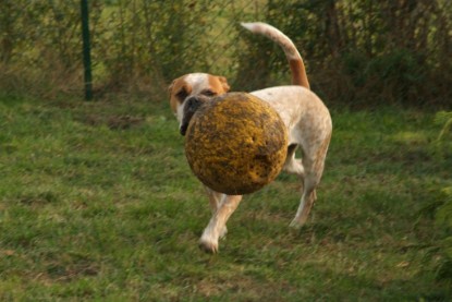 Continental Bulldogs Seeblickbulls Bilderalbum - Toben auf der Wiese 3