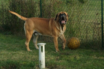 Continental Bulldogs Seeblickbulls Bilderalbum - Toben auf der Wiese 3