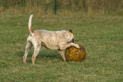 Continental Bulldogs Seeblickbulls Bilderalbum - Toben auf der Wiese 3