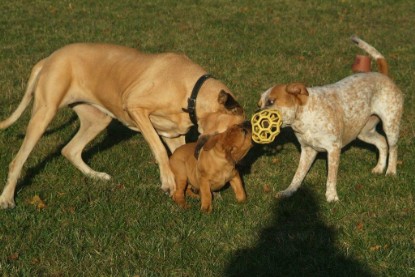 Continental Bulldogs Seeblickbulls Bilderalbum - Toben auf der Wiese 3