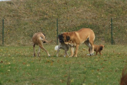 Continental Bulldogs Seeblickbulls Bilderalbum - auf der Wiese und am See