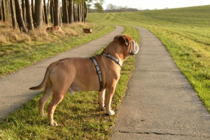 Continental Bulldogs Seeblickbulls Bilderalbum - Januar, Februar 2015