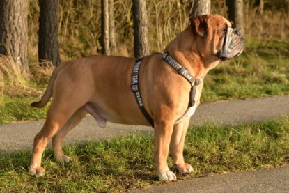 Continental Bulldogs Seeblickbulls Bilderalbum - Januar, Februar 2015