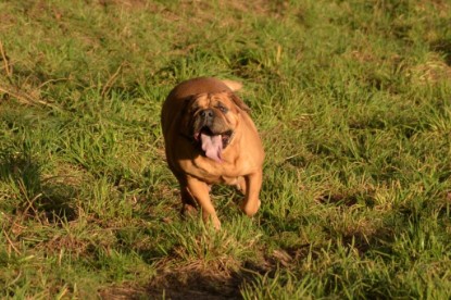 Continental Bulldogs Seeblickbulls Bilderalbum - Januar, Februar 2015