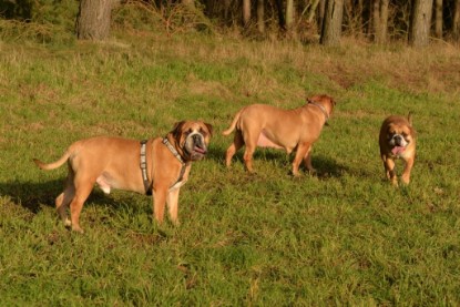 Continental Bulldogs Seeblickbulls Bilderalbum - Januar, Februar 2015