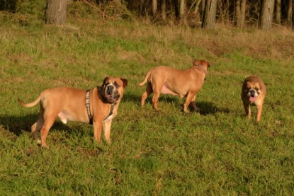 Continental Bulldogs Seeblickbulls Bilderalbum - Januar, Februar 2015