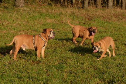 Continental Bulldogs Seeblickbulls Bilderalbum - Januar, Februar 2015