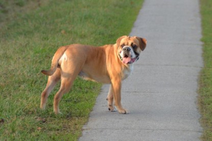 Continental Bulldogs Seeblickbulls Bilderalbum - Januar, Februar 2015