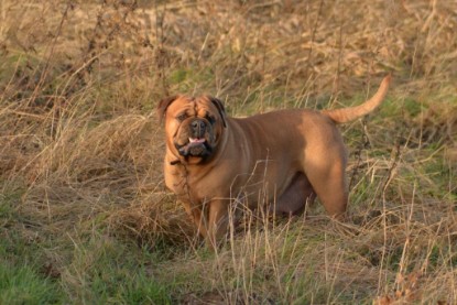 Continental Bulldogs Seeblickbulls Bilderalbum - Januar, Februar 2015