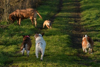 Continental Bulldogs Seeblickbulls Bilderalbum - Januar, Februar 2015