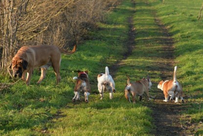 Continental Bulldogs Seeblickbulls Bilderalbum - Januar, Februar 2015