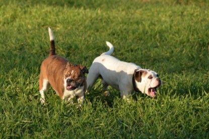 Continental Bulldogs Seeblickbulls Bilderalbum - Januar, Februar 2015