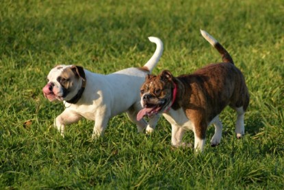 Continental Bulldogs Seeblickbulls Bilderalbum - Januar, Februar 2015